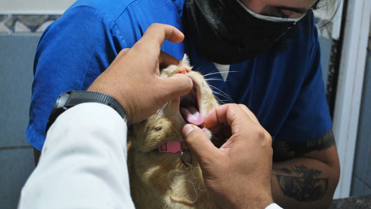 Pati Dostu Veteriner Kliniği — temsili ortam görseli 7