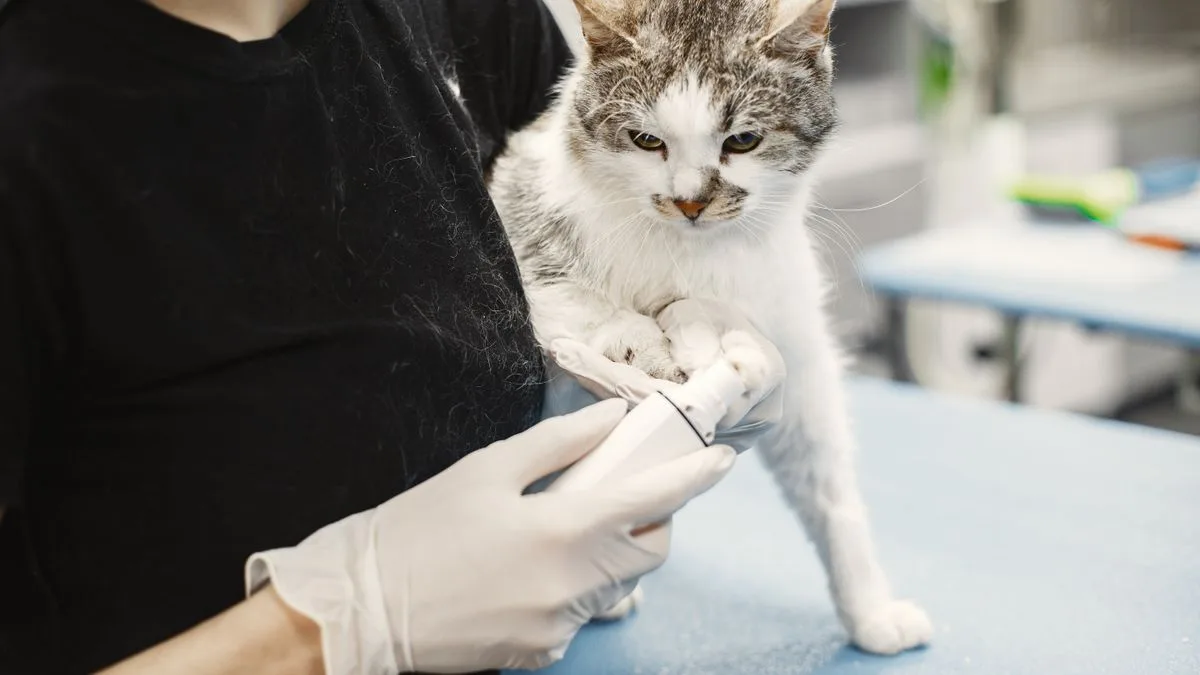Pati Dostu Veteriner Kliniği — temsili ortam görseli 1