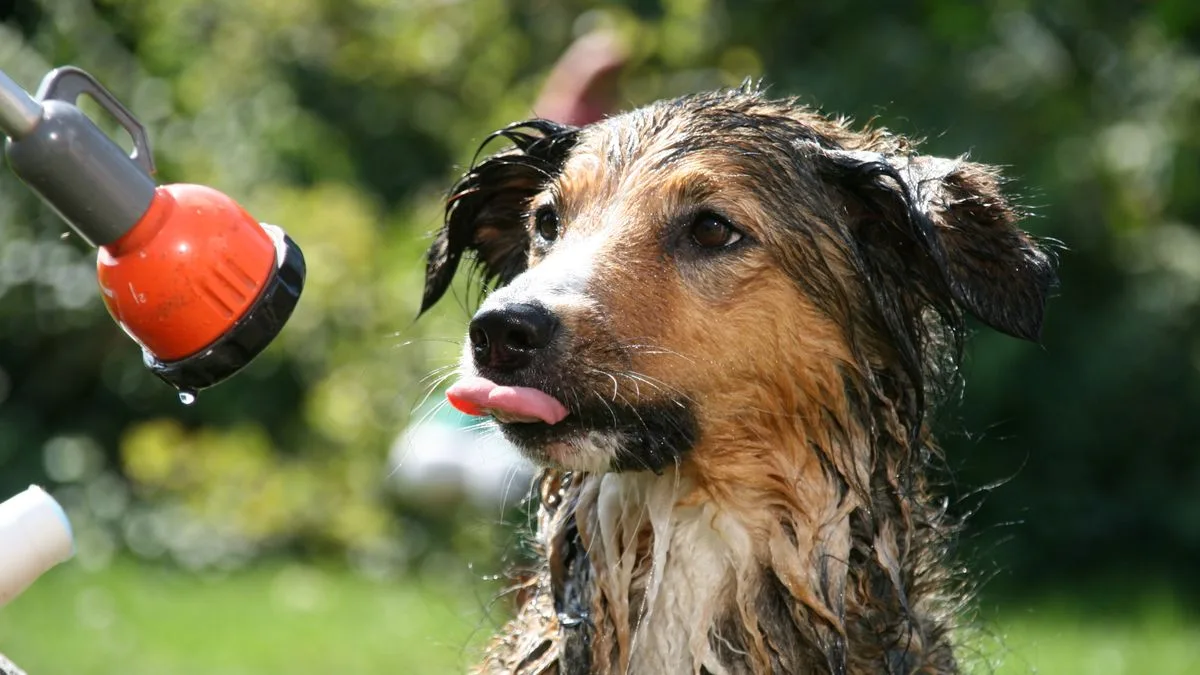 Sadık Dost Köpek Eğitim Merkezi — temsili ortam görseli 5