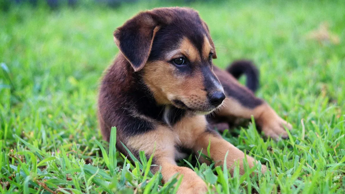 Sadık Dost Köpek Eğitim Merkezi — temsili ortam görseli 1