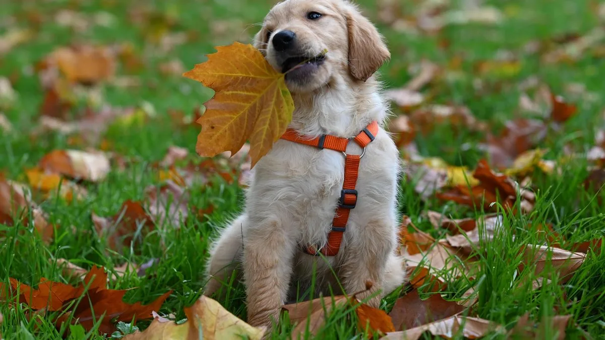 Sadık Dost Köpek Eğitim Merkezi — temsili ortam görseli 7