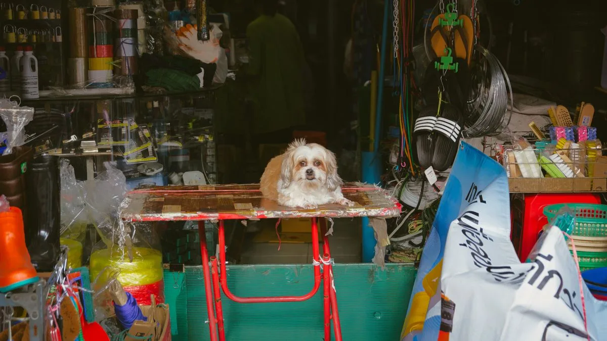 Sadık Dost Köpek Eğitim Merkezi — temsili ortam görseli 8