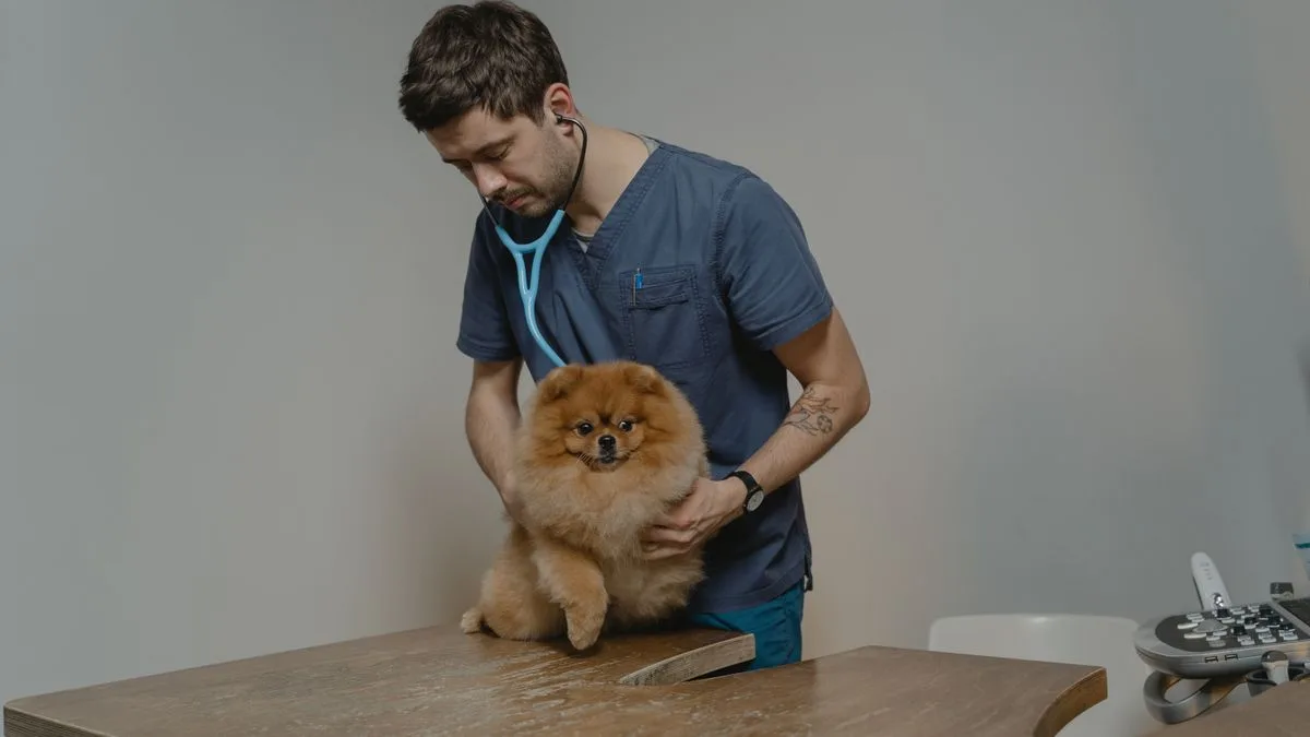 Sadık Dost Köpek Eğitim Merkezi — temsili ortam görseli 3