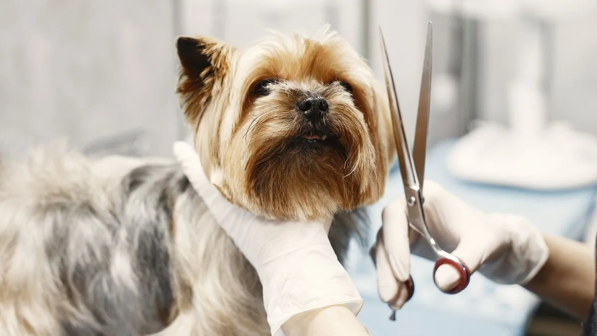 Sadık Dost Köpek Eğitim Merkezi — temsili ortam görseli 6