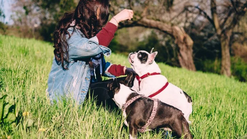 Yavru köpek eğitimi (özel) hizmetini temsil eden görsel