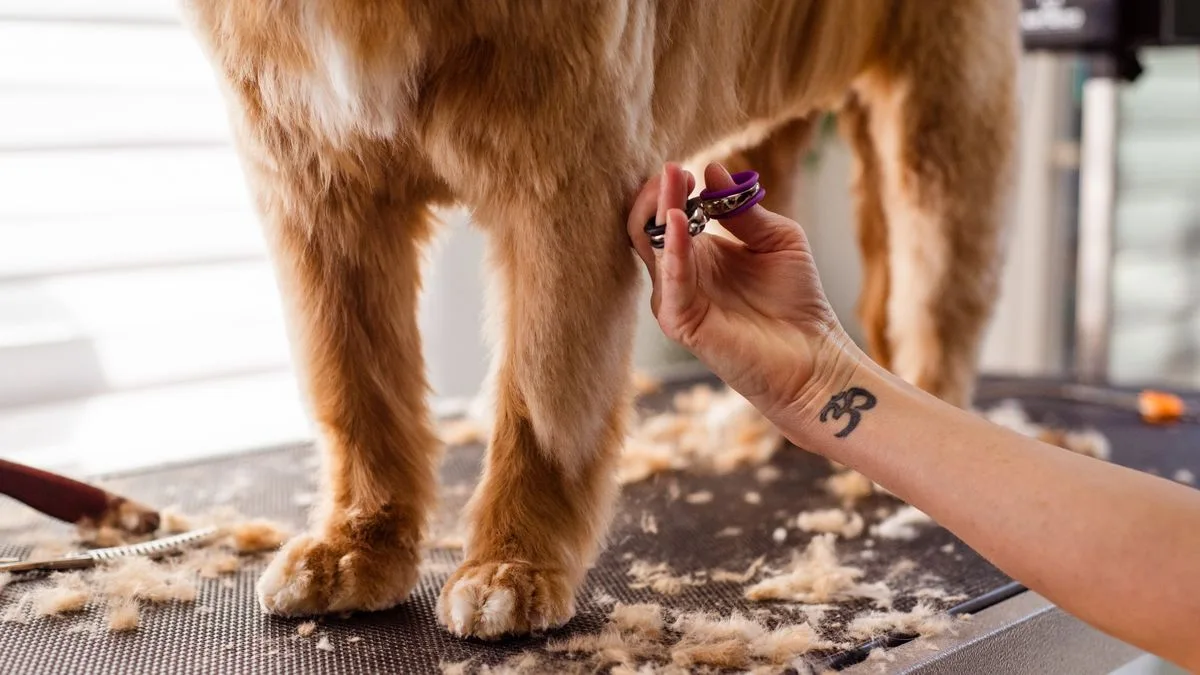 Mırmır & Hav Pet Spa — temsili ortam görseli 11