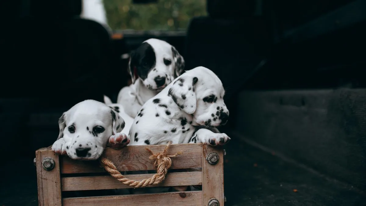 Mırmır & Hav Pet Spa — temsili ortam görseli 6