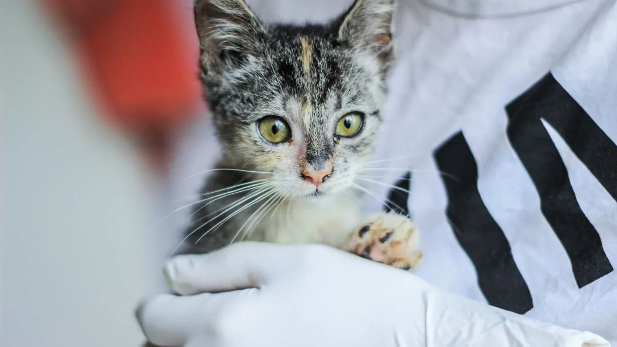 Mırmır & Hav Pet Spa — temsili ortam görseli 3
