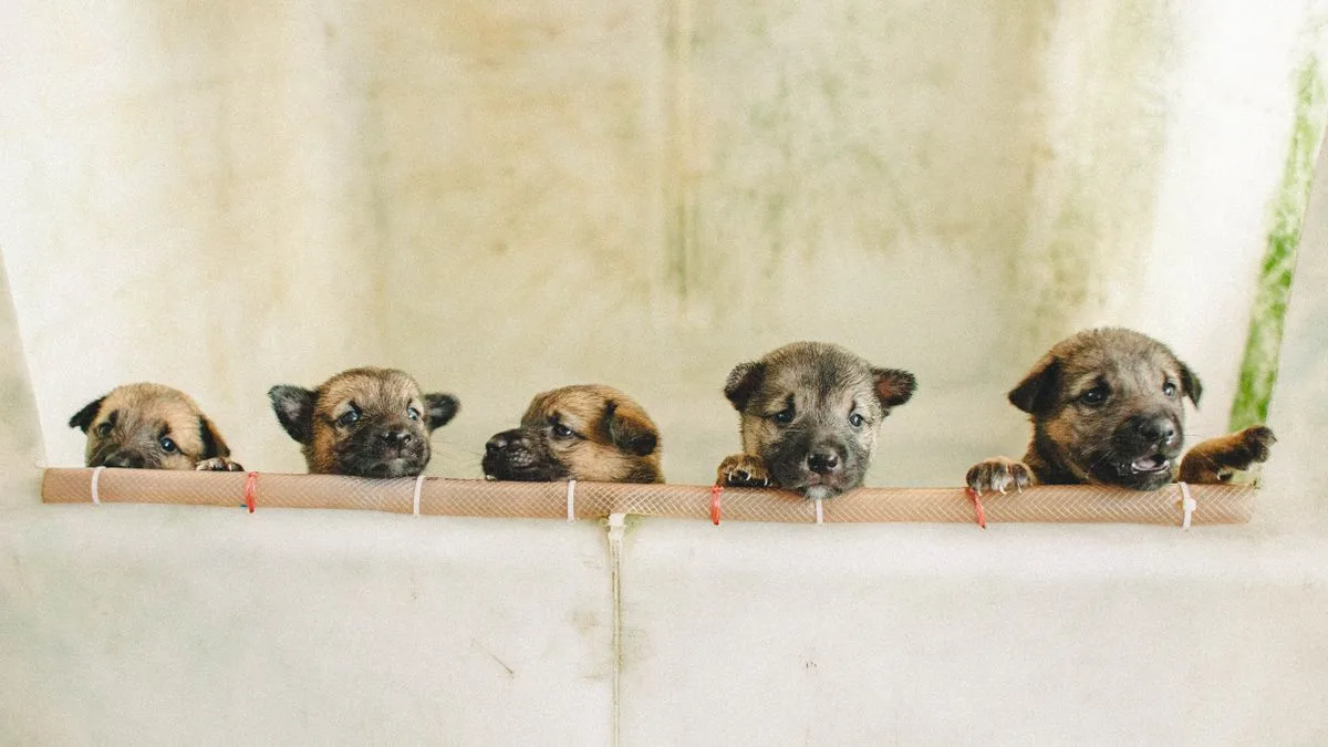 Mırmır & Hav Pet Spa — temsili ortam görseli 4