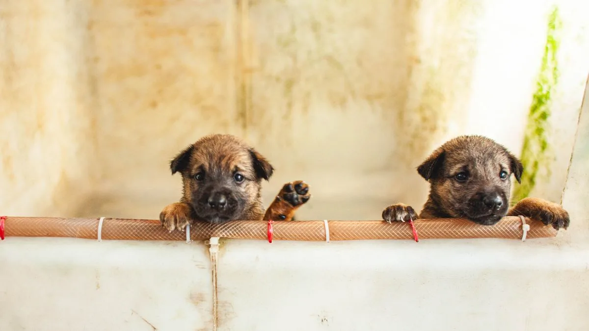 Mırmır & Hav Pet Spa — temsili ortam görseli 10