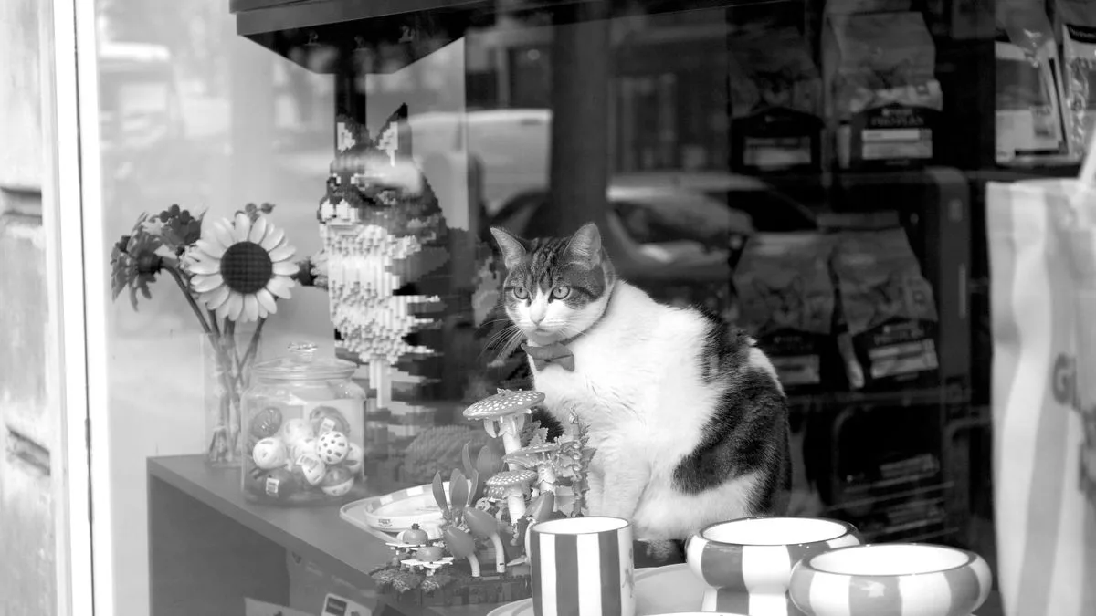 Mırmır & Hav Pet Spa — temsili ortam görseli 7