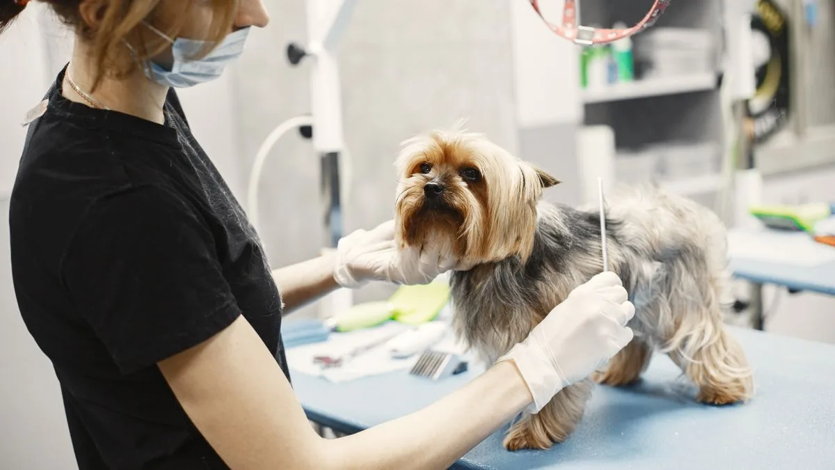 Mırmır & Hav Pet Spa — temsili ortam görseli 5