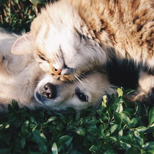 Mırmır & Hav Pet Spa logosu